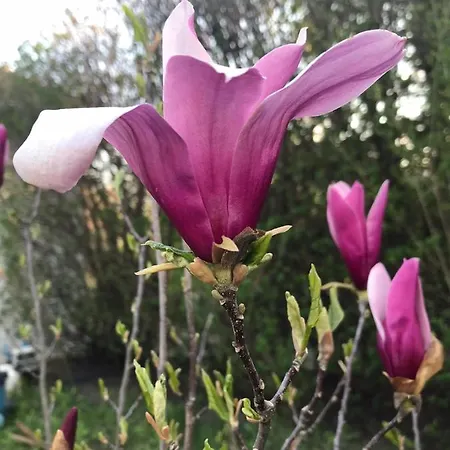 Διαμέρισμα Lilly 2 *