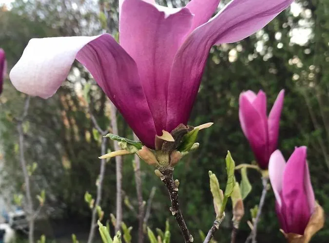 Apartamento Lilly 2 *